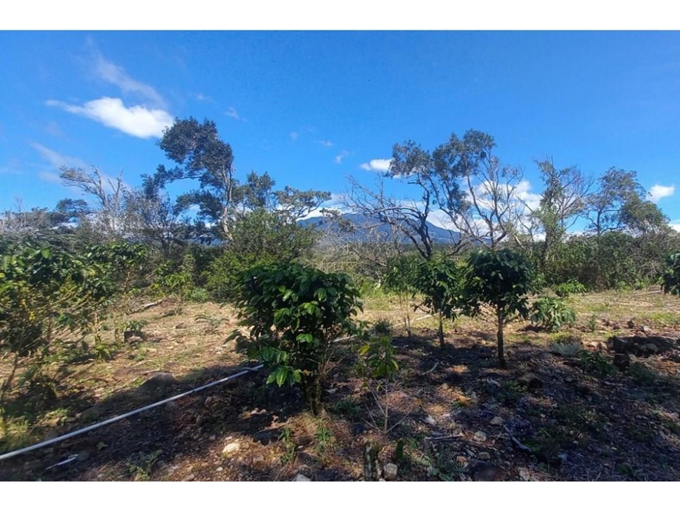 Se vende finca cafetera en Alto Boquete, Chiriquí - 2