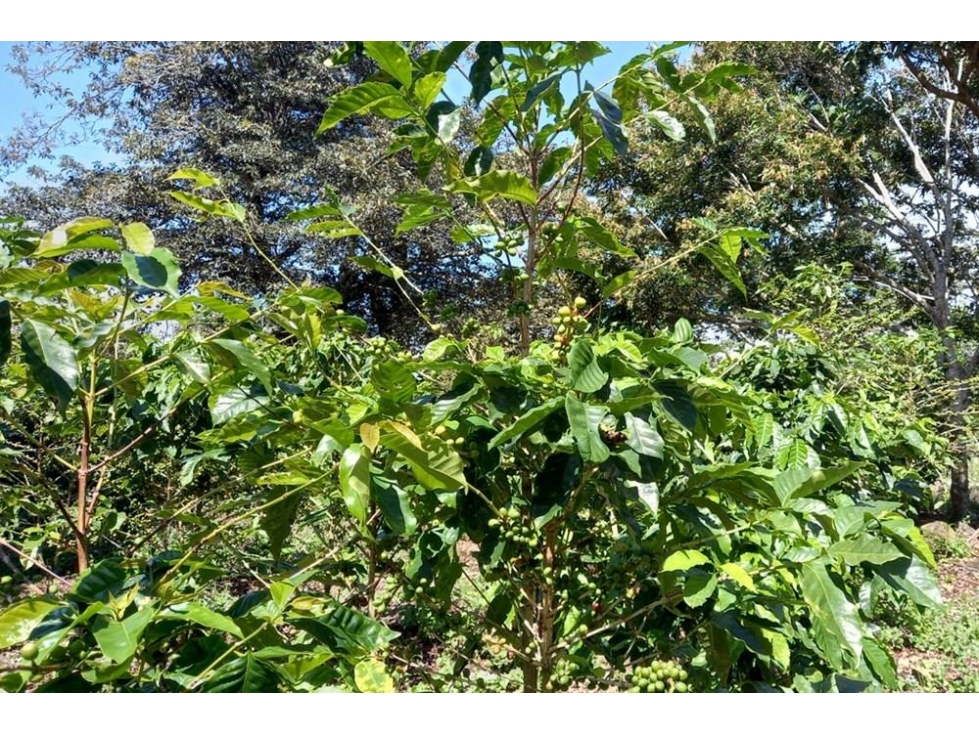 Se vende finca cafetera en Alto Boquete, Chiriquí - 4