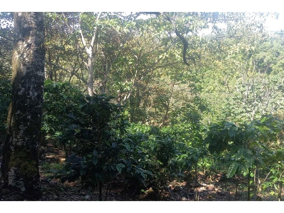 Se vende finca cafetera en Alto Boquete, Chiriquí - 5