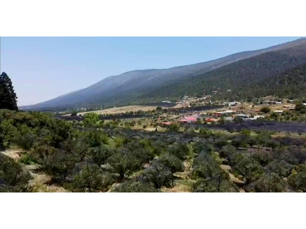 Terreno en venta en Arteaga Coahuila con mas de 250 manzanos maduros
