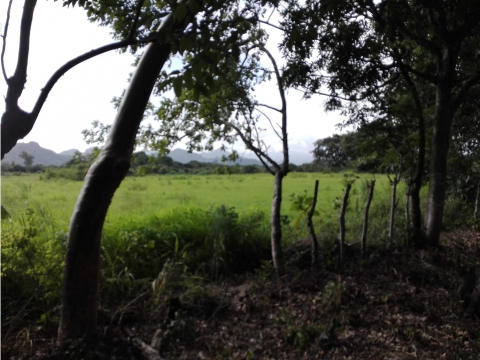 Se vende Terreno de 5 Hectareas en Penonomé - 3