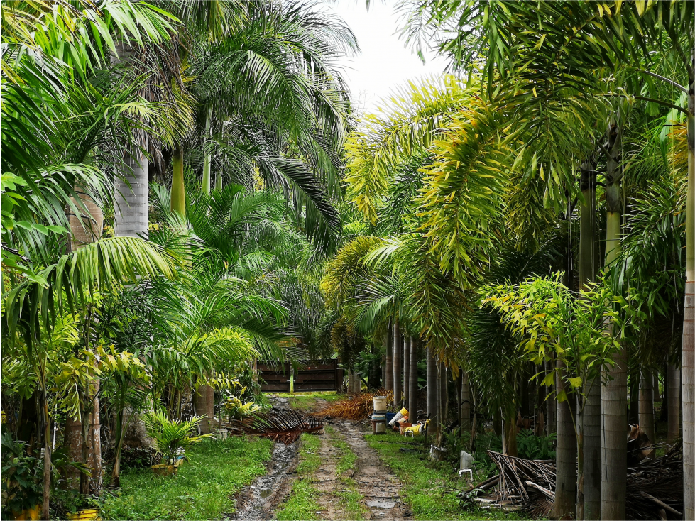 Se Vende Casa con plantación en Nueva Gorgona, Chame — foto 2