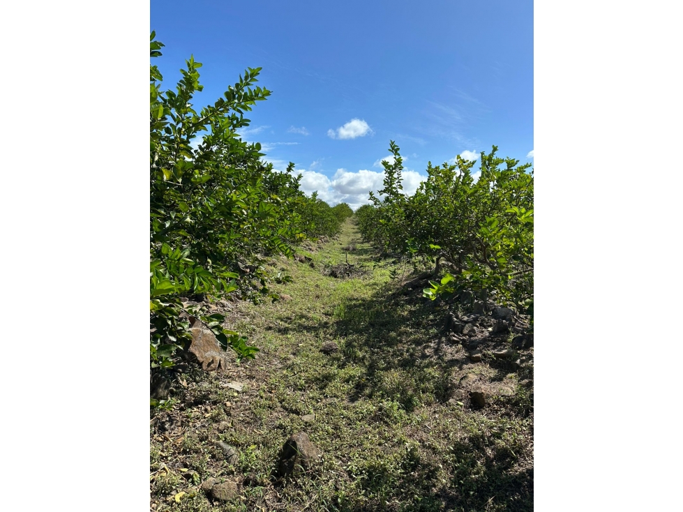 Se vende Finca en Cañaveral, Coclé