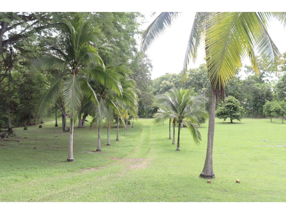 Se Vende Terreno frente de Playa Para Proyecto en Rio Hato Panama - 4