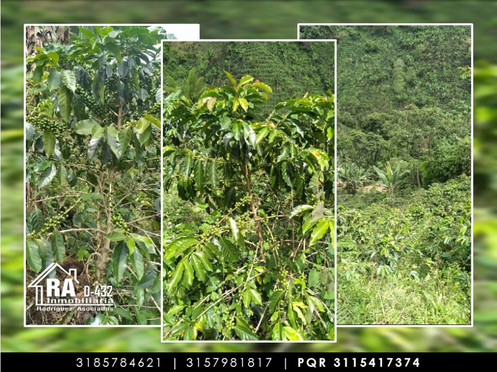 Finca en Vender en La Celia - 4