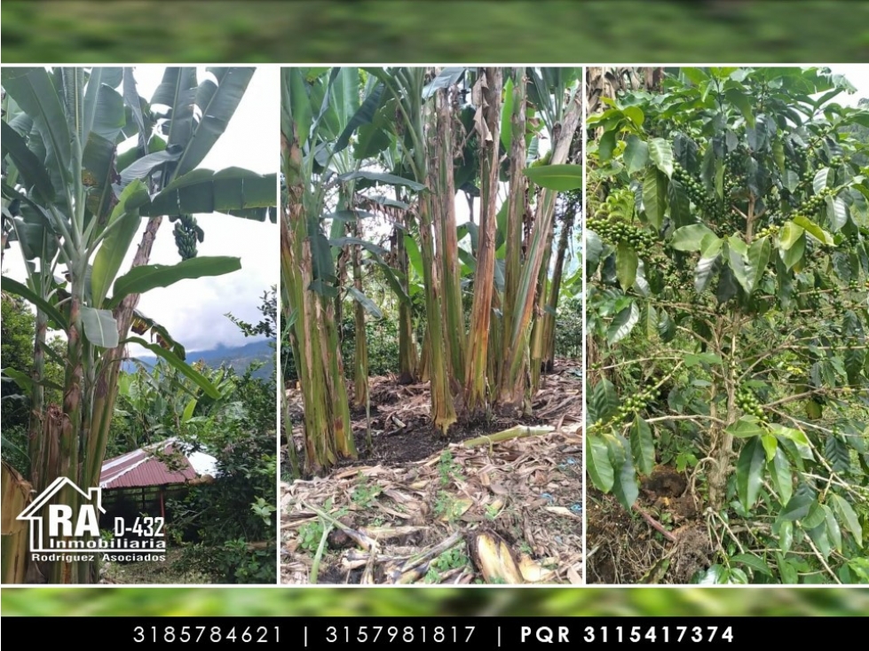Finca en Vender en La Celia - 5