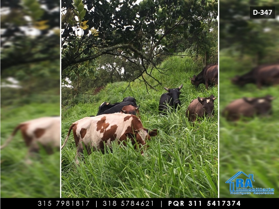 Finca en Vender en La Vega — foto 4