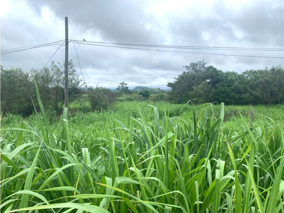 VENDO TERRENO EN PENONOME VIA INTERAMERICANA - 4