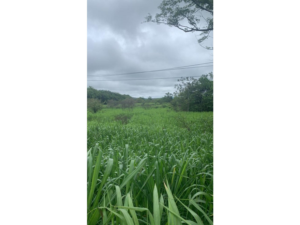 VENDO TERRENO EN PENONOME VIA INTERAMERICANA - 5