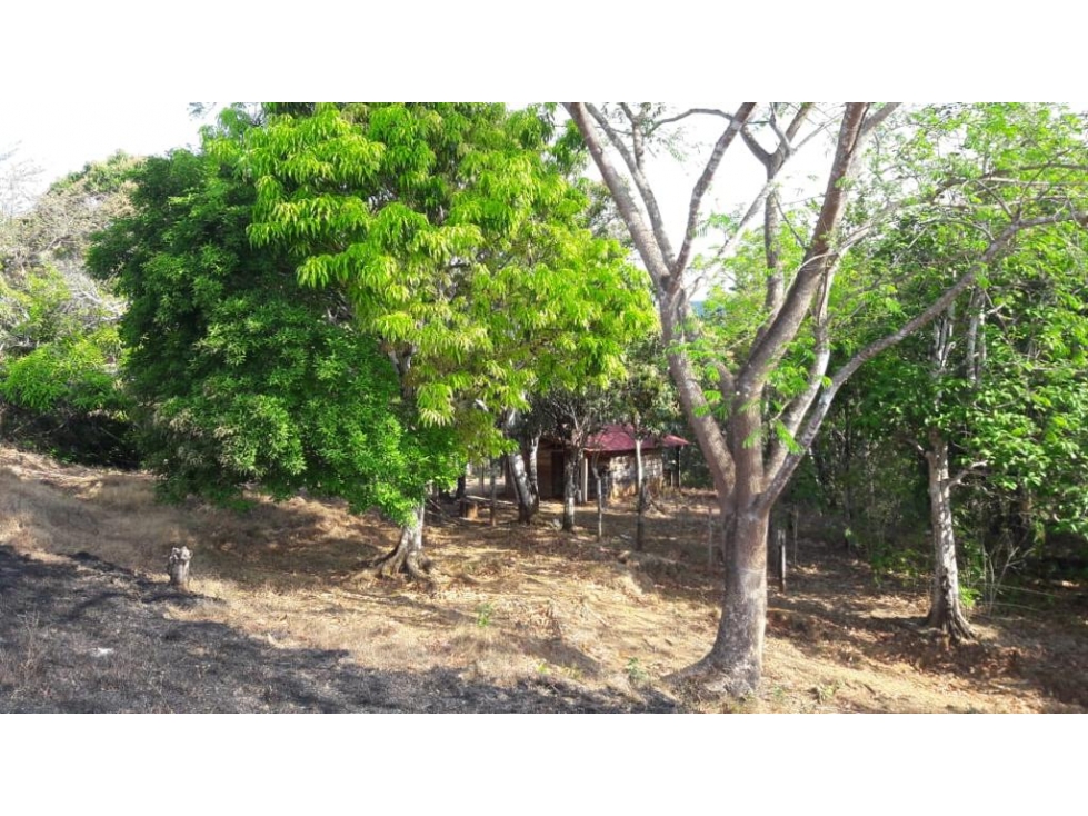VENDO FINCA GANADERA CAMBUTAL TONOSÍ LOS SANTOS - 4