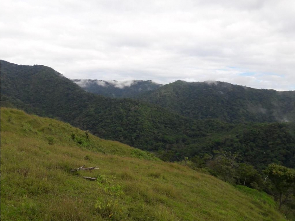 VENDO FINCA GANADERA CAMBUTAL TONOSÍ LOS SANTOS - 3