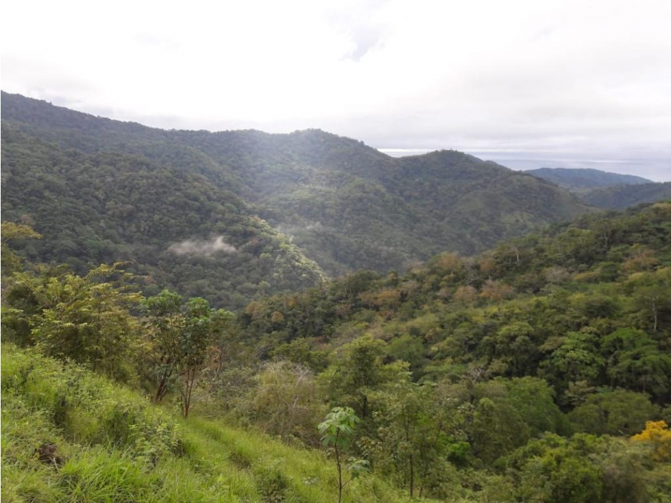 VENDO FINCA GANADERA CAMBUTAL TONOSÍ LOS SANTOS - 5
