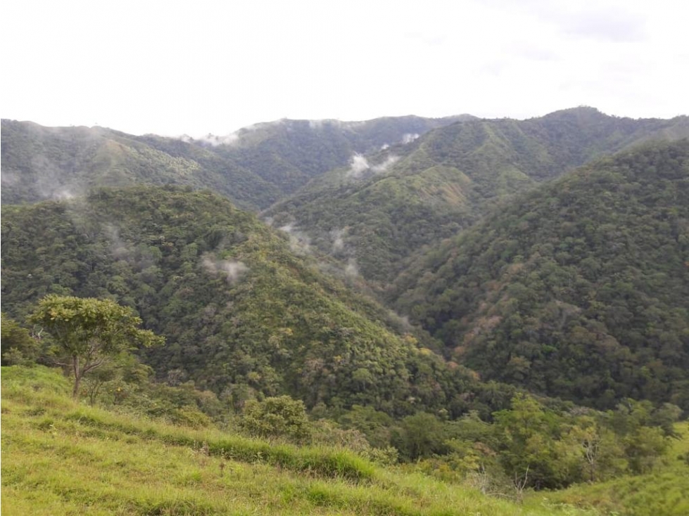 VENDO FINCA GANADERA CAMBUTAL TONOSÍ LOS SANTOS - 6