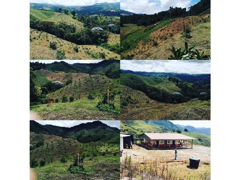 [FA] Finca aguacatera en Riosucio Caldas - 3