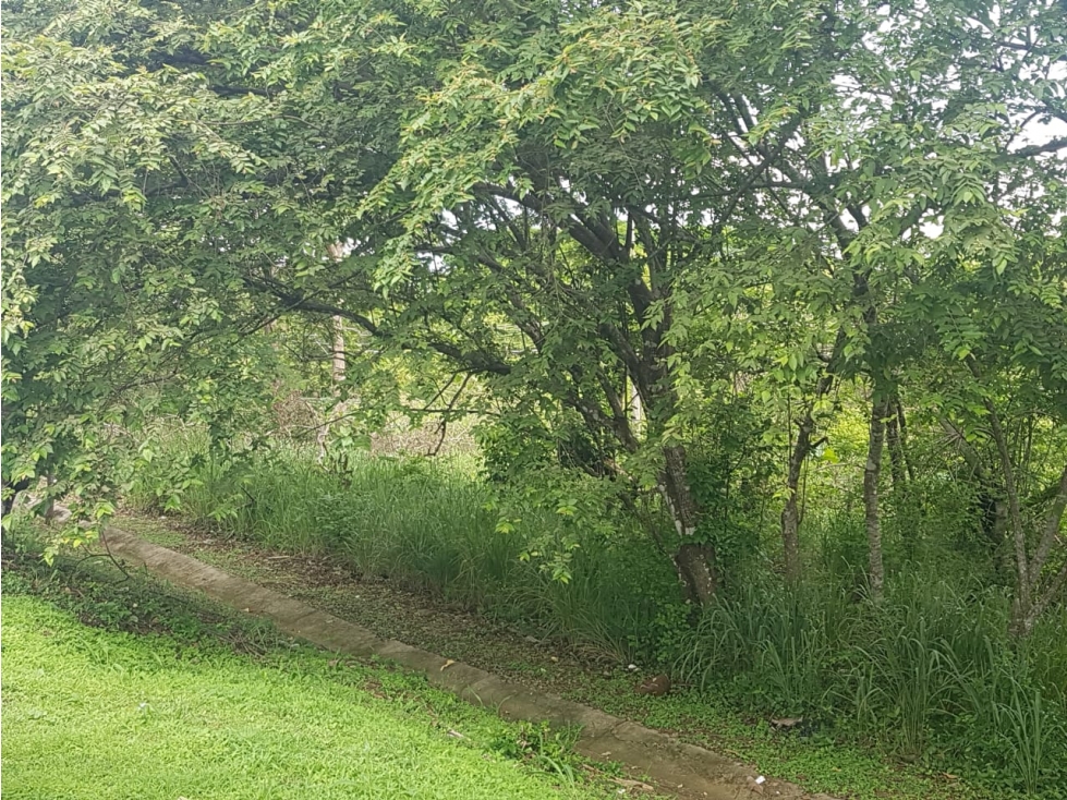 Se vende terreno de 9 ha en Divisa, Herrera - 3