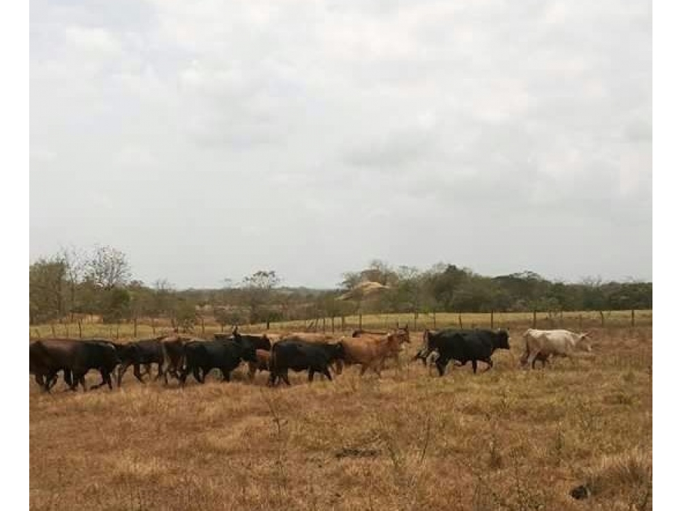 Se vende finca de 25 HA en Unión de Azuero, Tanara - 3