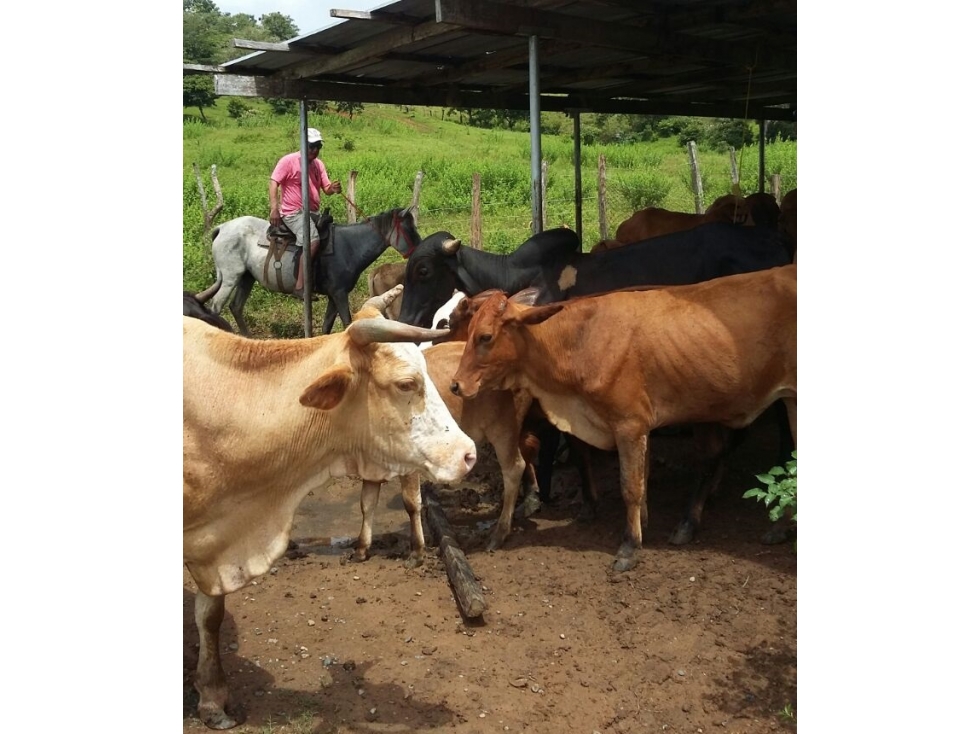Se vende finca de 25 HA en Unión de Azuero, Tanara - 4
