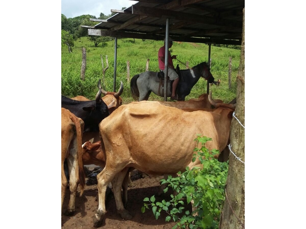 Se vende finca de 25 HA en Unión de Azuero, Tanara - 5