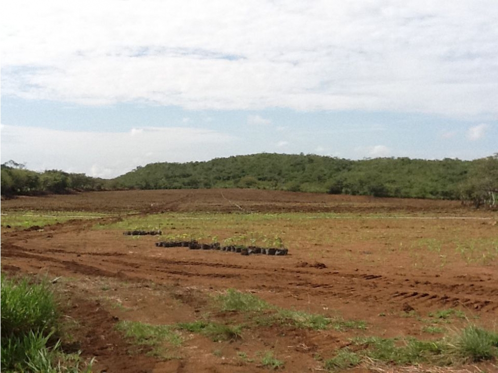Se Vende Finca de 110 Ha Plana en Calobre, Veraguas - 2
