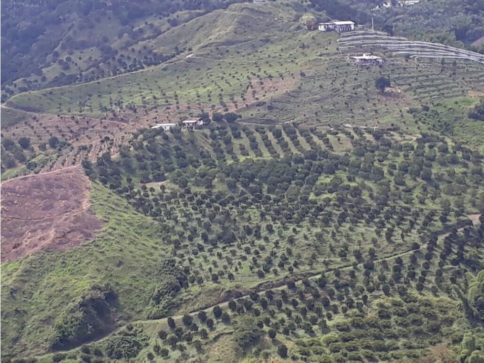 Venta Finca Sector VEREDA PALERMO, Caldas