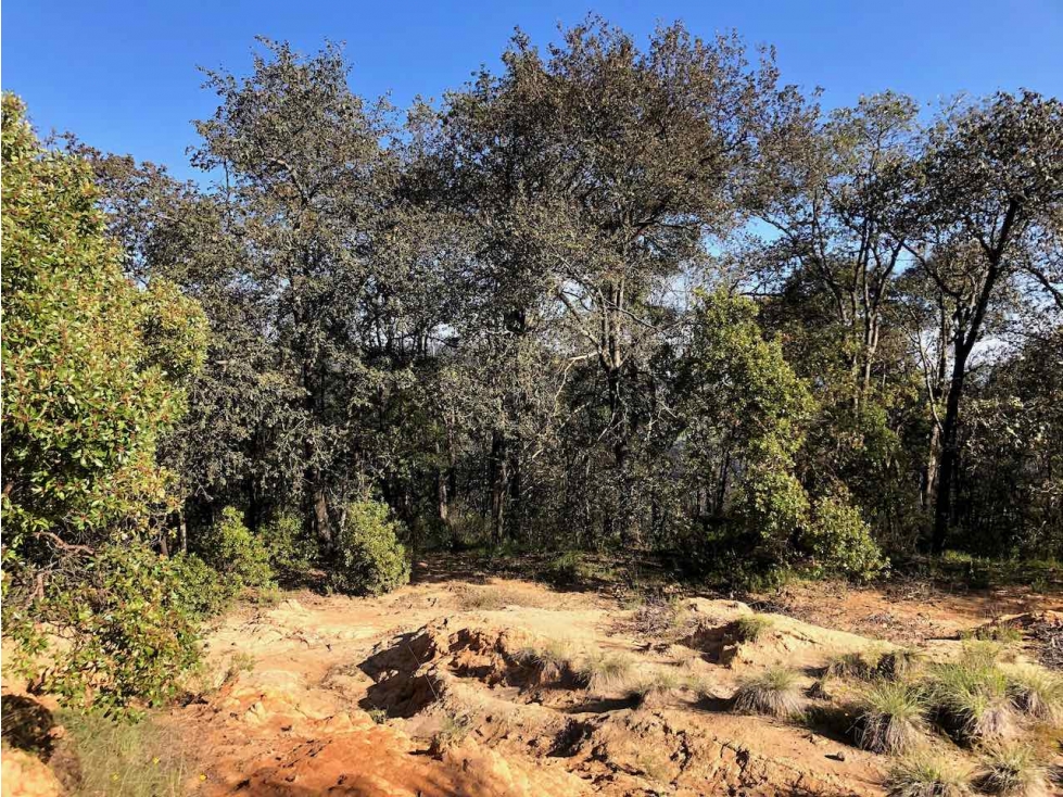 VENTA 10 HECTÁREAS DE BOSQUE EN OMITLAN DE JUAREZ, HIDALGO.