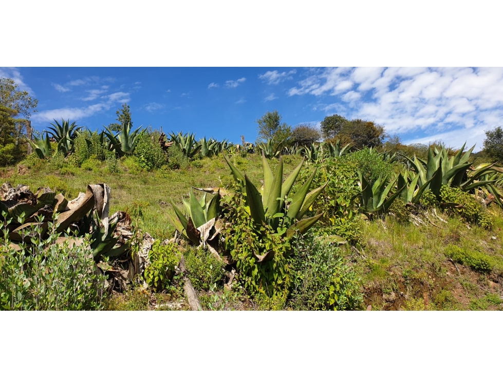 VENTA DE TERRENO EN REAL DEL MONTE - 1