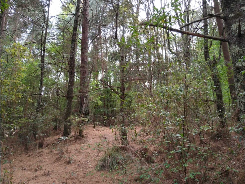 TERRENO BOSQUE VENTA EN OMITLAN, HIDALGO 17 HECTAREAS $40 PESOS METRO — foto 2