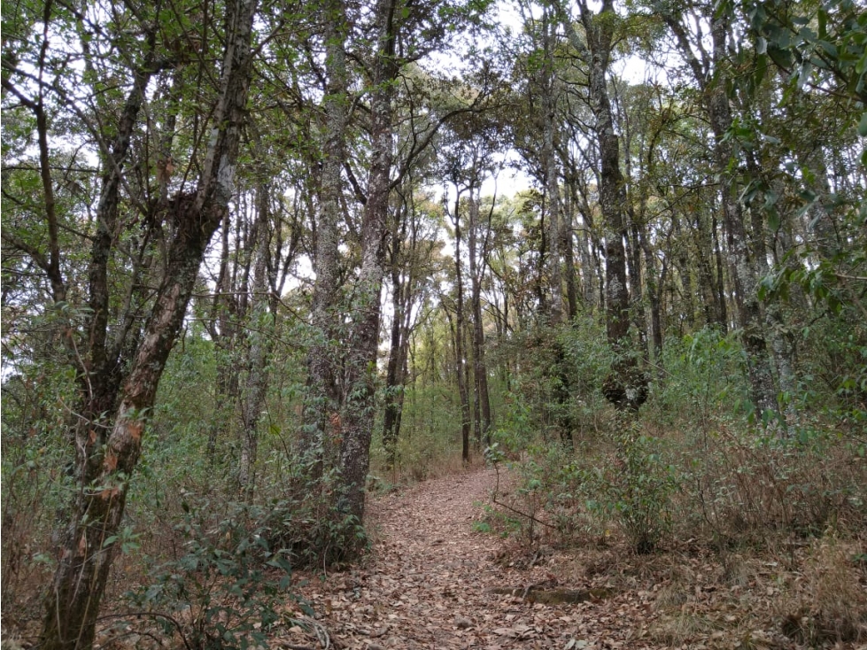 TERRENO BOSQUE VENTA EN OMITLAN, HIDALGO 17 HECTAREAS $40 PESOS METRO — foto 3
