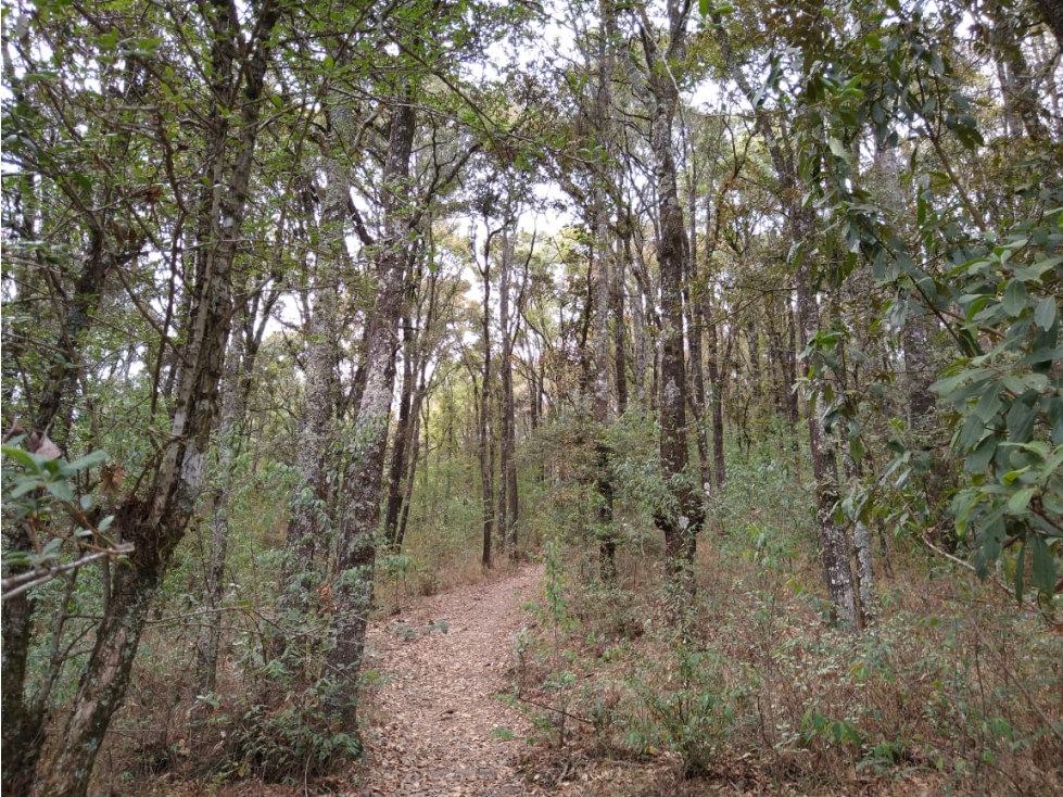TERRENO BOSQUE VENTA EN OMITLAN, HIDALGO 17 HECTAREAS $40 PESOS METRO — foto 4