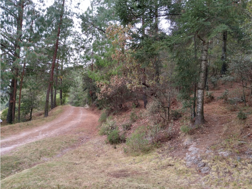 TERRENO BOSQUE VENTA EN OMITLAN, HIDALGO 17 HECTAREAS $40 PESOS METRO — foto 5