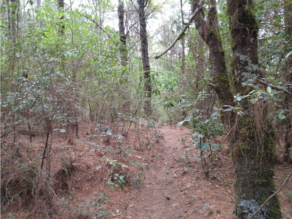 TERRENO BOSQUE VENTA EN OMITLAN, HIDALGO 17 HECTAREAS $40 PESOS METRO — foto 6