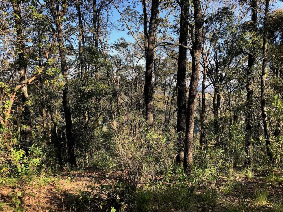 VENTA 10 HECTÁREAS DE BOSQUE EN OMITLAN DE JUAREZ, HIDALGO. — foto 2