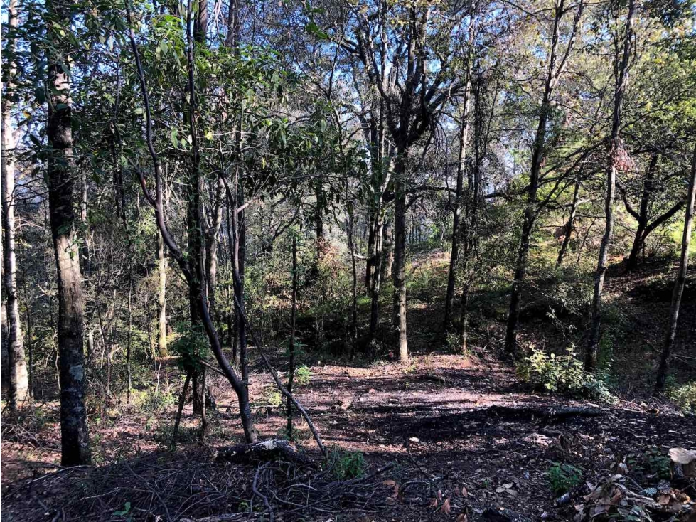 VENTA 10 HECTÁREAS DE BOSQUE EN OMITLAN DE JUAREZ, HIDALGO. — foto 3
