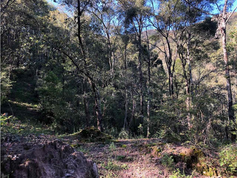 VENTA 10 HECTÁREAS DE BOSQUE EN OMITLAN DE JUAREZ, HIDALGO. — foto 4