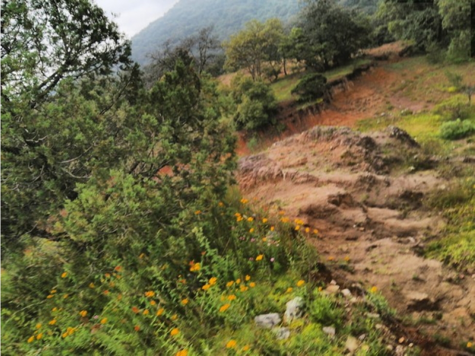 VENTA 10 HECTÁREAS DE BOSQUE EN OMITLAN DE JUAREZ, HIDALGO. — foto 5