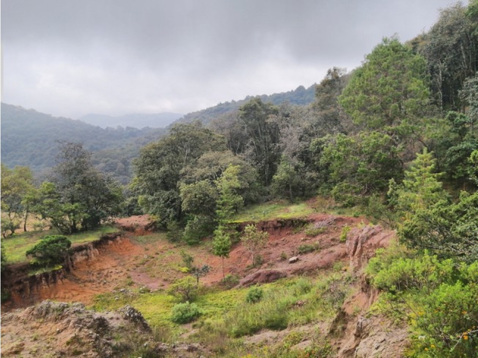 VENTA 10 HECTÁREAS DE BOSQUE EN OMITLAN DE JUAREZ, HIDALGO. — foto 6