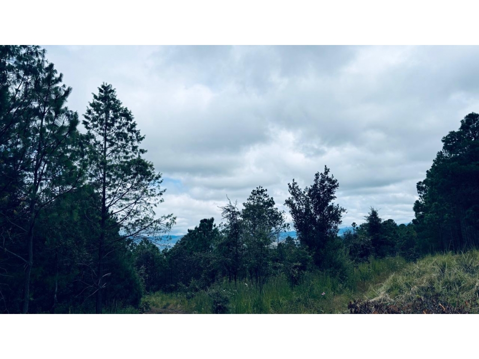TERRENO EN VENTA 19 HECTAREAS EN TULANCINGO - 2