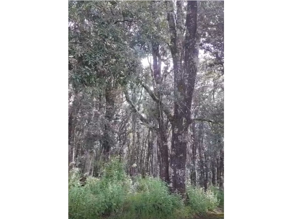 Terreno en Venta en Omitlan de Juárez (entero o por fracciones) — foto 3