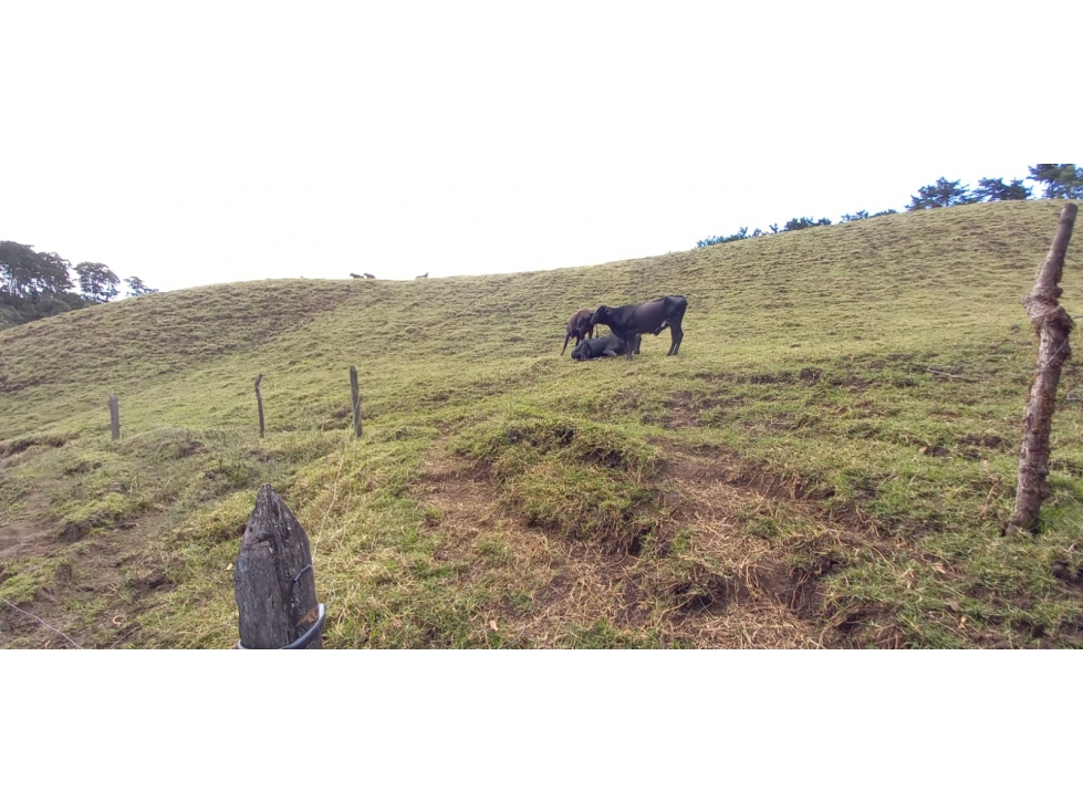 [JN] FINCA PARA PARCELACION EN EL RETIRO ANTIOQUIA — foto 2