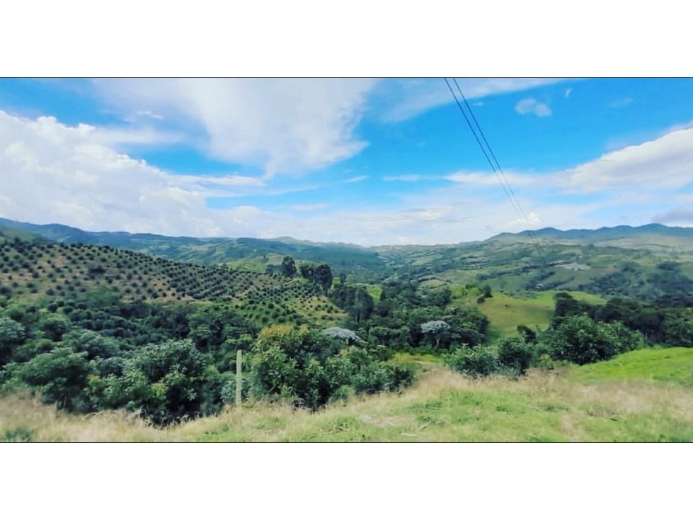 [FA] Finca aguacatera en Riosucio Caldas - 6