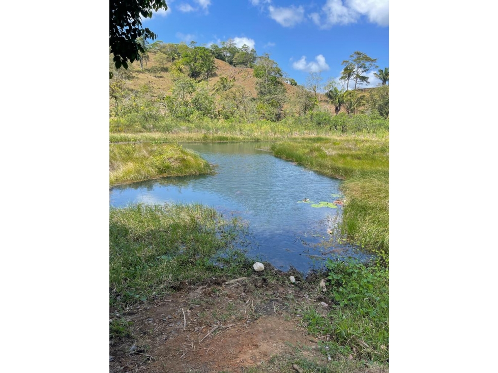 COLÓN , SE VENDE FINCA DE 36.5HAS - 1