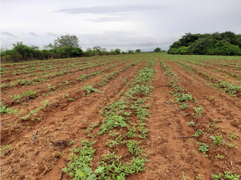 Pacora se vende terreno para siembra hect reas