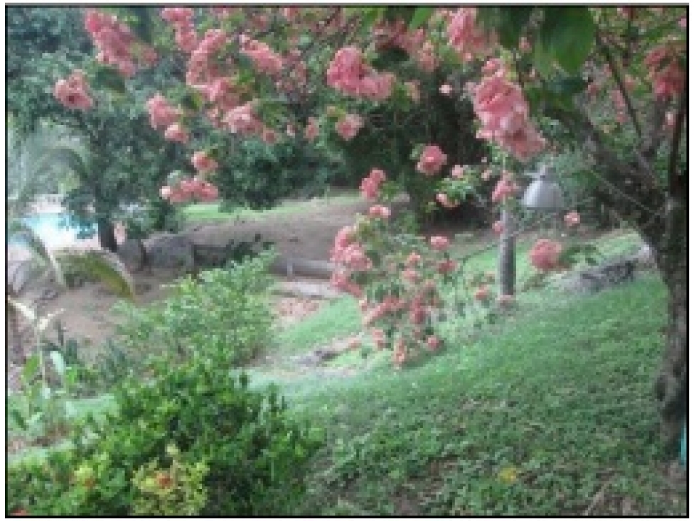 VENDO O PERMUTO FINCA EN SOPETRAN, PARCELACION NUEVA FLORIDA — foto 4