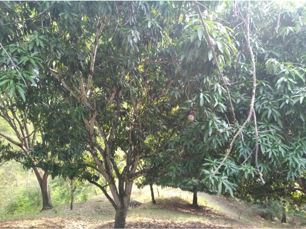 VENDO LOTE EN VIA SOPETRAN - OLAYA — foto 4