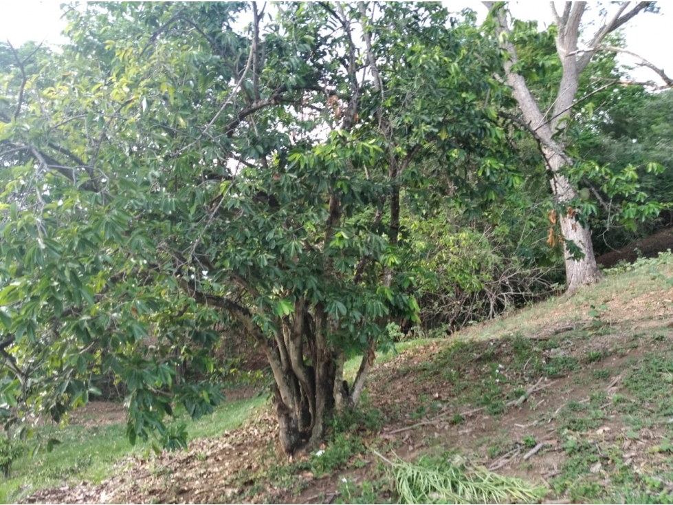 VENDO LOTE EN VIA SOPETRAN - OLAYA — foto 6