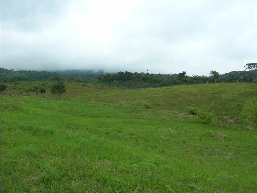 SE VENDE FINCA PRODUCTORA QUEREMAL (A.G) CW:6889675
