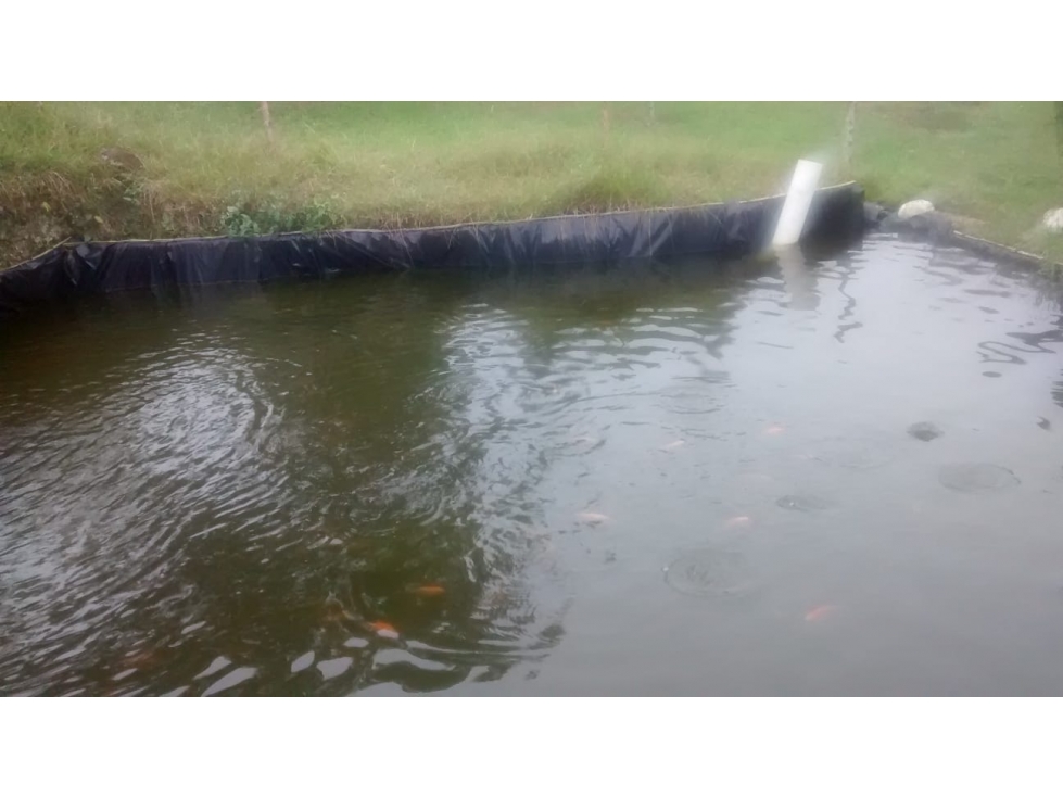 SE VENDE FINCA PRODUCTORA QUEREMAL (A.G) CW:6889675 — foto 4