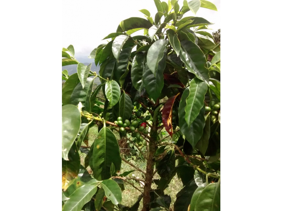 SE VENDE FINCA PRODUCTORA QUEREMAL (A.G) CW:6889675 — foto 6