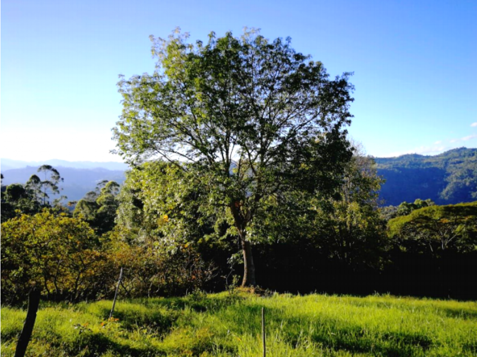 Lote en Vender en Anolaima - 5