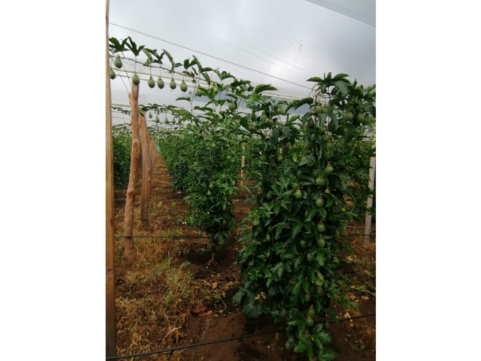 VENDO FINCA EN URRAO DE 63 HECTÁREAS DE VOCACIÓN AGRÍCOLA - 2